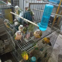 گرینچیک|پرنده|یزد, |دیوار