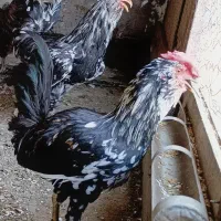 جوجه‌خروس‌گلین‌