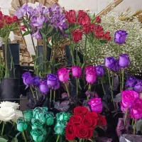 گروه موزیک رشت سوپرایز|خدمات پذیرایی، مراسم|رشت, کوی بیانی|دیوار