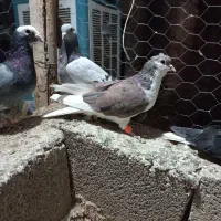 ۵تا کفتر بیگیری دس اولی|پرنده|شیراز, فرودگاه شهید دستغیب شیراز|دیوار