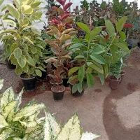 فیکوس،لاوسون،پتوس،رزلوکس|گل و گیاه طبیعی|رشت, حومه رشت|دیوار