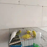 مرغ عشق ۱۰عددمعاوضه