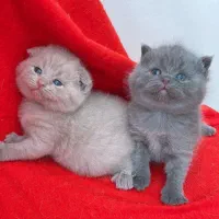 گربه های اسکاتیش بریتیش|گربه|تربت‌حیدریه, منصوریه|دیوار