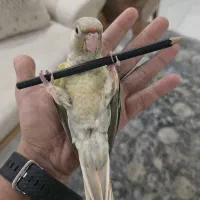 شاه طوطی گرینچیک