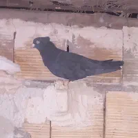 فروش دو عدد کفتر|پرنده|بم, |دیوار