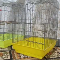 قفس عروس هلندی.طوطی برزیلی|لوازم جانبی حیوانات|مسجد سلیمان, |دیوار