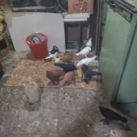 کبوتر|پرنده|بستان آباد, |دیوار