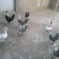 تخم مرغ نطفه دارگلین اصیل|حیوانات مزرعه|بیجار, |دیوار