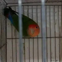 طوطی کوتوله|پرنده|مشگین شهر, |دیوار