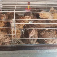 بلدرچین نرجوان ارگانیک (گوشت گرم ارگانیک بلدرچین )