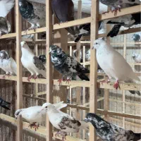 کبوتر|پرنده|رشت, استادسرا|دیوار