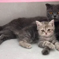 واگذاری بچه گربه اسکاتیش آنفولد (تبی گلد)|گربه|سنندج, |دیوار