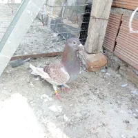 قورقی نسل خارجی