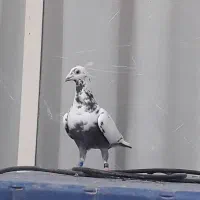 میولمنز خون خالص ،زرد و سیاه پرشی