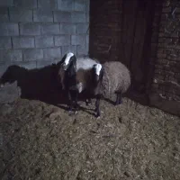 میش شال با بره سبک|حیوانات مزرعه|اردکان, |دیوار