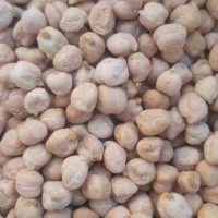 فروش عدس و نخود تازه