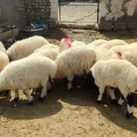 بره جمعی