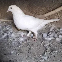 کبوتر معمولی گرفتنی|پرنده|اهواز, بعثت|دیوار