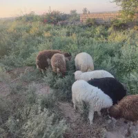 جاده اهواز  اندیمشک روستای راضی حمد|حیوانات مزرعه|کرخه, |دیوار