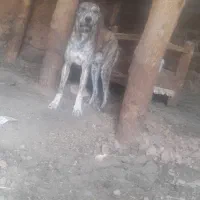 توله سگ
