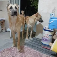 فروش سگ هفت ماه