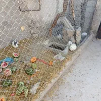 خرگوش|موش و خرگوش|میانه, |دیوار