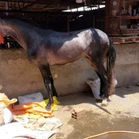 دو عدد اسب کاری|اسب و تجهیزات اسب‌سواری|کردکوی, |دیوار