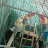 عروس هلندی نر