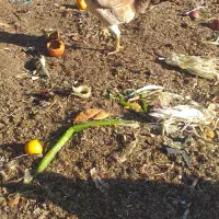 جوجه لاری،خروس رسمی وکود مرغی