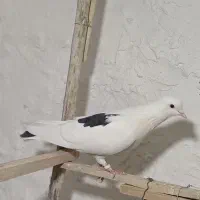 ی نر لک دوش|پرنده|شهریار, شهریار|دیوار