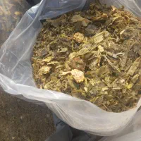 ذرت علوفه. دامی