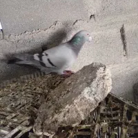 پلاکی|پرنده|کهنوج, |دیوار