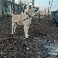 سگ سرابی|سگ|رشت, کوی امام رضا|دیوار