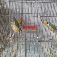 فنچ گلدین