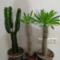 نخل افوربیا