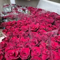 پخش بدون واسطه گل رز هلندی در تهران