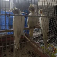 جوجه عروس هلندی