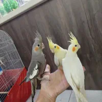 جوجه عروس هلندی