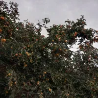 خرمالو درشت و شیرین و تازه آبدار|خوردنی و آشامیدنی|رامیان, |دیوار