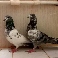 نرو ماده پاکستانی|پرنده|زابل, |دیوار