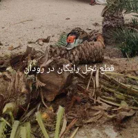 قطع را یگان نخل مزاحم و مرکبات در رو دان