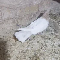 ماده کله زرد درشت|پرنده|قم, شهرک امام حسین|دیوار