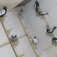 فروش تکی و|پرنده|مرودشت, رودبال|دیوار