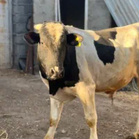 گاو نر نژاد سیمینتال|حیوانات مزرعه|مشگین شهر, |دیوار