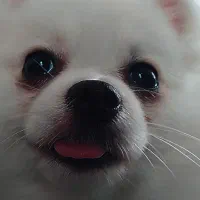 جیبی|سگ|رشت, لاکان|دیوار