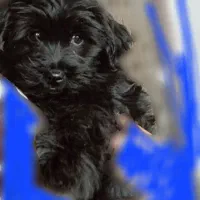 سگ شیتزو|سگ|رفسنجان, |دیوار