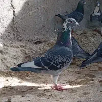 کبوتر مسافتی پلاکی