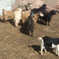 بزغاله بفروش میرسد|حیوانات مزرعه|اهر, |دیوار