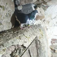 راست افشون