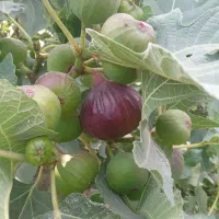 فروش نهال|خدمات باغبانی و درختکاری|گرگان, |دیوار